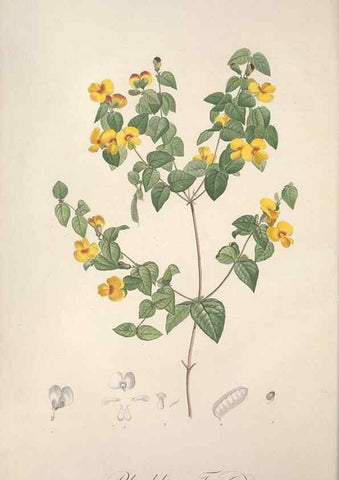 Reproducción/Reproduction 49499595252: Jardin de la Malmaison. A Paris :De l'imprimerie de Crapelet, et se trouve chez l'auteur ...,1803-1804.. 