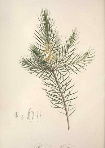 Reproducción/Reproduction 49498871223: Jardin de la Malmaison. A Paris :De l'imprimerie de Crapelet, et se trouve chez l'auteur ...,1803-1804.. 