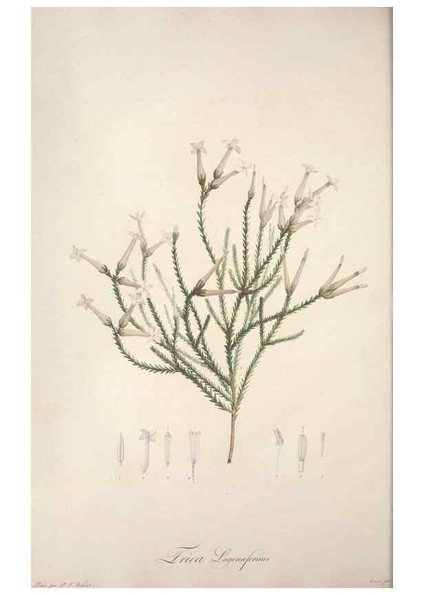 Reproducción/Reproduction 49499595822: Jardin de la Malmaison. A Paris :De l'imprimerie de Crapelet, et se trouve chez l'auteur ...,1803-1804.. 