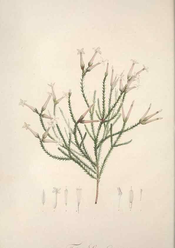 Reproducción/Reproduction 49499595822: Jardin de la Malmaison. A Paris :De l'imprimerie de Crapelet, et se trouve chez l'auteur ...,1803-1804.. 