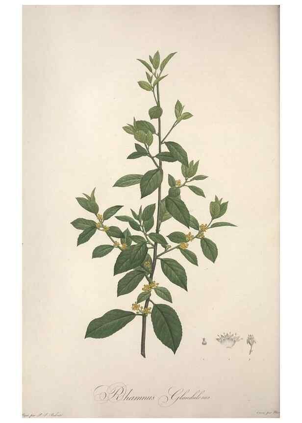 Reproducción/Reproduction 49498871818: Jardin de la Malmaison. A Paris :De l'imprimerie de Crapelet, et se trouve chez l'auteur ...,1803-1804.. 