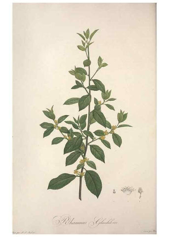 Reproducción/Reproduction 49498871818: Jardin de la Malmaison. A Paris :De l'imprimerie de Crapelet, et se trouve chez l'auteur ...,1803-1804.. 
