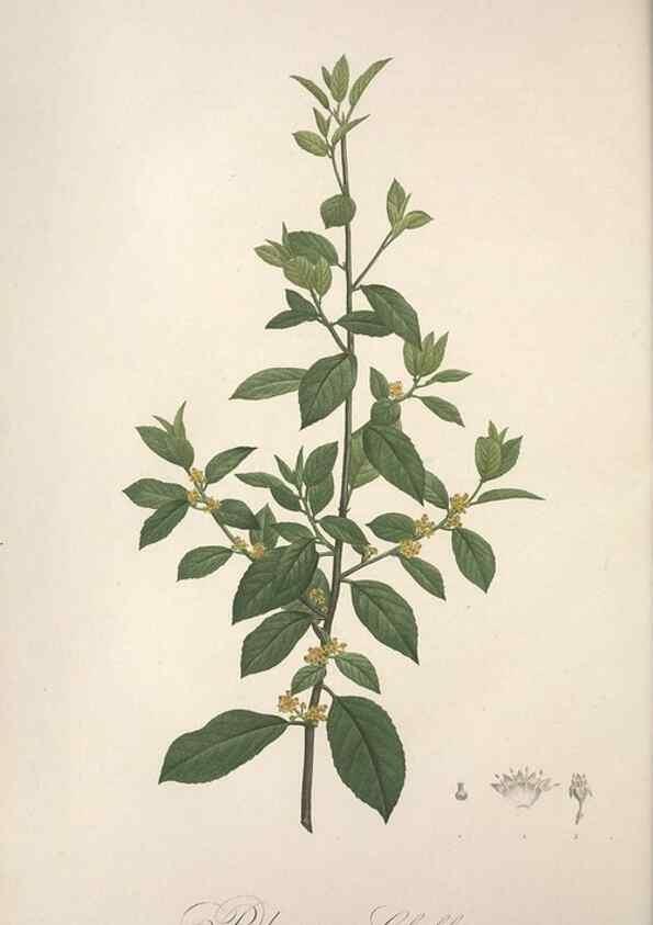 Reproducción/Reproduction 49498871818: Jardin de la Malmaison. A Paris :De l'imprimerie de Crapelet, et se trouve chez l'auteur ...,1803-1804.. 