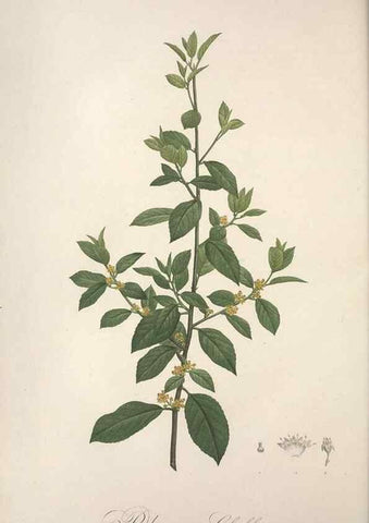 Reproducción/Reproduction 49498871818: Jardin de la Malmaison. A Paris :De l'imprimerie de Crapelet, et se trouve chez l'auteur ...,1803-1804.. 