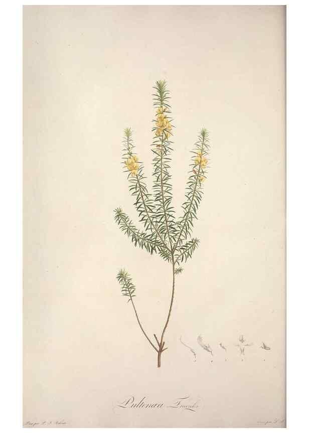 Reproducción/Reproduction 49499371896: Jardin de la Malmaison. A Paris :De l'imprimerie de Crapelet, et se trouve chez l'auteur ...,1803-1804.. 