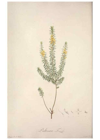 Reproducción/Reproduction 49499371896: Jardin de la Malmaison. A Paris :De l'imprimerie de Crapelet, et se trouve chez l'auteur ...,1803-1804.. 