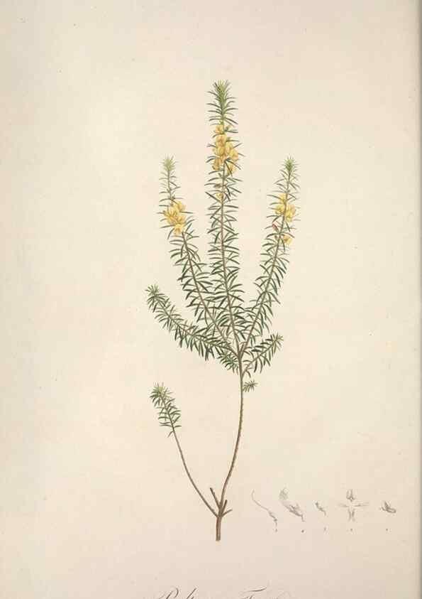 Reproducción/Reproduction 49499371896: Jardin de la Malmaison. A Paris :De l'imprimerie de Crapelet, et se trouve chez l'auteur ...,1803-1804.. 