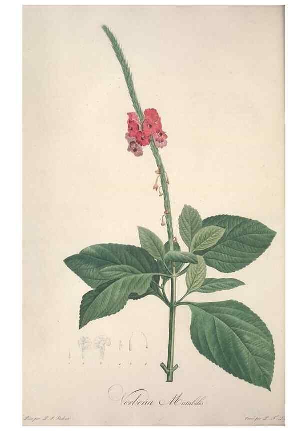 Reproducción/Reproduction 49499596692: Jardin de la Malmaison. A Paris :De l'imprimerie de Crapelet, et se trouve chez l'auteur ...,1803-1804.. 
