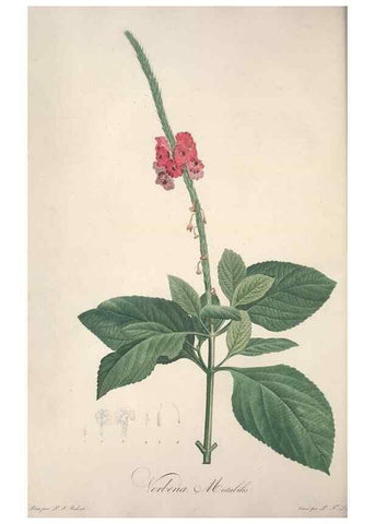 Reproducción/Reproduction 49499596692: Jardin de la Malmaison. A Paris :De l'imprimerie de Crapelet, et se trouve chez l'auteur ...,1803-1804.. 