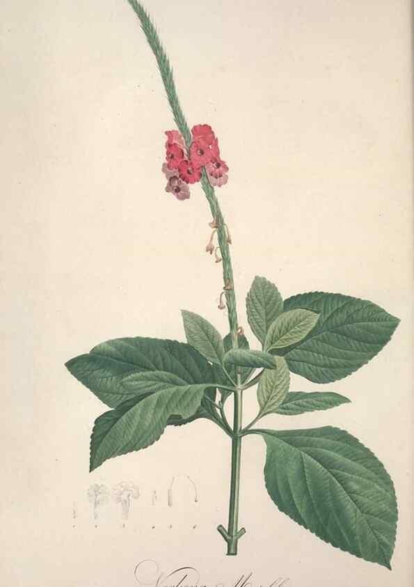Reproducción/Reproduction 49499596692: Jardin de la Malmaison. A Paris :De l'imprimerie de Crapelet, et se trouve chez l'auteur ...,1803-1804.. 