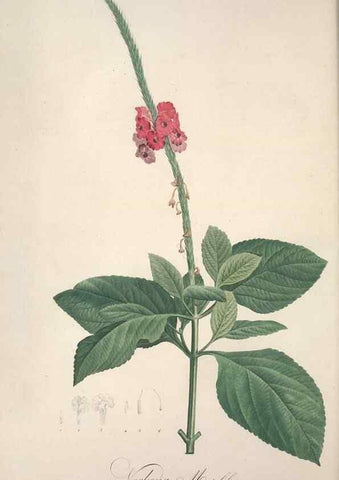 Reproducción/Reproduction 49499596692: Jardin de la Malmaison. A Paris :De l'imprimerie de Crapelet, et se trouve chez l'auteur ...,1803-1804.. 