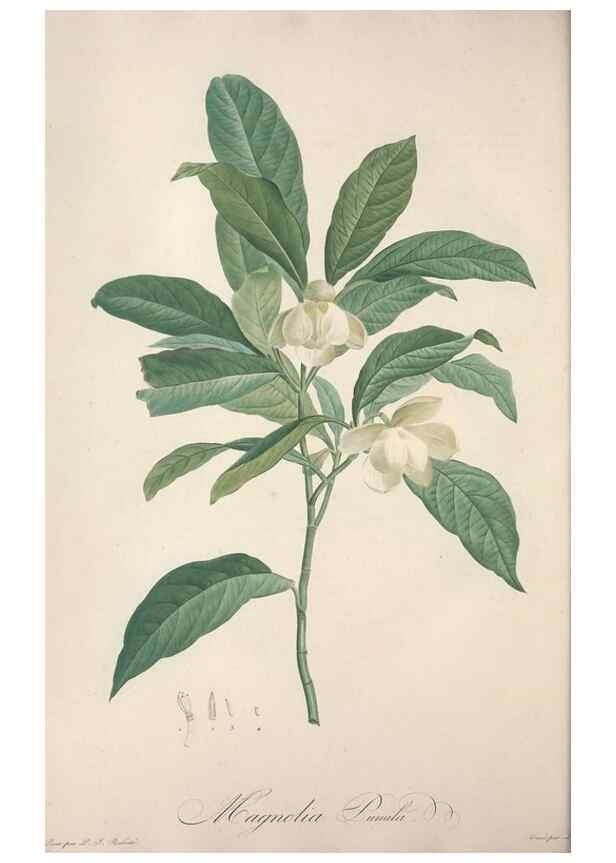 Reproducción/Reproduction 49499372716: Jardin de la Malmaison. A Paris :De l'imprimerie de Crapelet, et se trouve chez l'auteur ...,1803-1804.. 