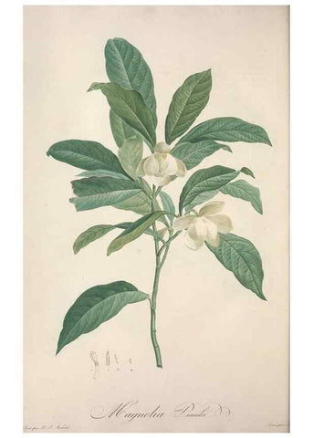 Reproducción/Reproduction 49499372716: Jardin de la Malmaison. A Paris :De l'imprimerie de Crapelet, et se trouve chez l'auteur ...,1803-1804.. 