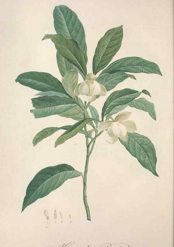 Reproducción/Reproduction 49499372716: Jardin de la Malmaison. A Paris :De l'imprimerie de Crapelet, et se trouve chez l'auteur ...,1803-1804.. 