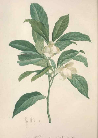Reproducción/Reproduction 49499372716: Jardin de la Malmaison. A Paris :De l'imprimerie de Crapelet, et se trouve chez l'auteur ...,1803-1804.. 