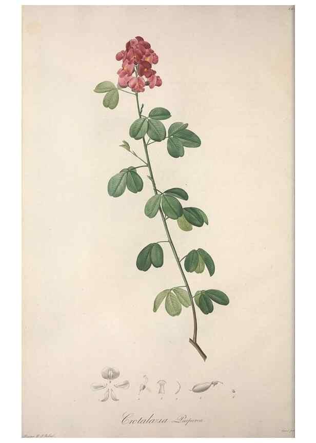Reproducción/Reproduction 49499461071: Jardin de la Malmaison. A Paris :De l'imprimerie de Crapelet, et se trouve chez l'auteur ...,1803-1804.. 