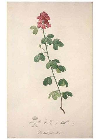 Reproducción/Reproduction 49499461071: Jardin de la Malmaison. A Paris :De l'imprimerie de Crapelet, et se trouve chez l'auteur ...,1803-1804.. 
