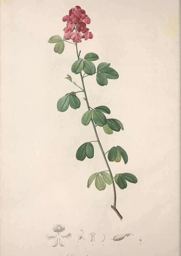 Reproducción/Reproduction 49499461071: Jardin de la Malmaison. A Paris :De l'imprimerie de Crapelet, et se trouve chez l'auteur ...,1803-1804.. 