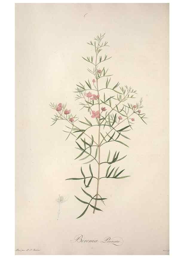 Reproducción/Reproduction 49498873333: Jardin de la Malmaison. A Paris :De l'imprimerie de Crapelet, et se trouve chez l'auteur ...,1803-1804.. 