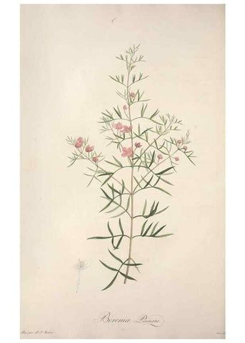 Reproducción/Reproduction 49498873333: Jardin de la Malmaison. A Paris :De l'imprimerie de Crapelet, et se trouve chez l'auteur ...,1803-1804.. 