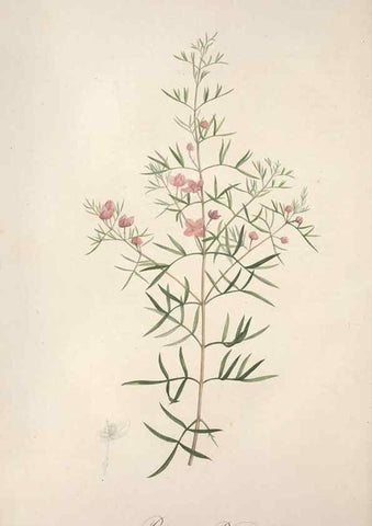 Reproducción/Reproduction 49498873333: Jardin de la Malmaison. A Paris :De l'imprimerie de Crapelet, et se trouve chez l'auteur ...,1803-1804.. 