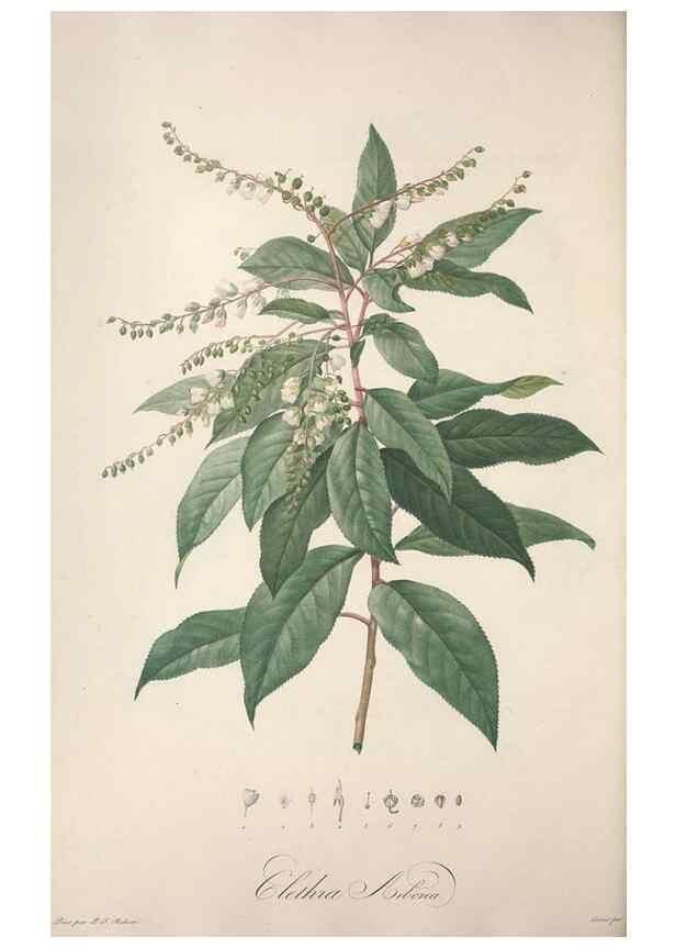 Reproducción/Reproduction 49499598117: Jardin de la Malmaison. A Paris :De l'imprimerie de Crapelet, et se trouve chez l'auteur ...,1803-1804.. 