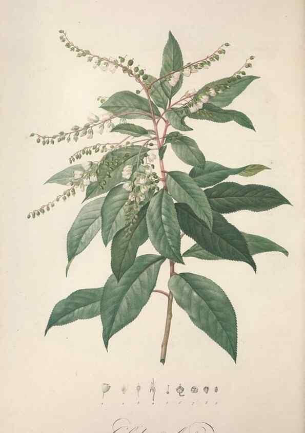 Reproducción/Reproduction 49499598117: Jardin de la Malmaison. A Paris :De l'imprimerie de Crapelet, et se trouve chez l'auteur ...,1803-1804.. 