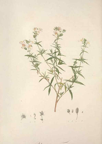 Reproducción/Reproduction 49499598387: Jardin de la Malmaison. A Paris :De l'imprimerie de Crapelet, et se trouve chez l'auteur ...,1803-1804.. 
