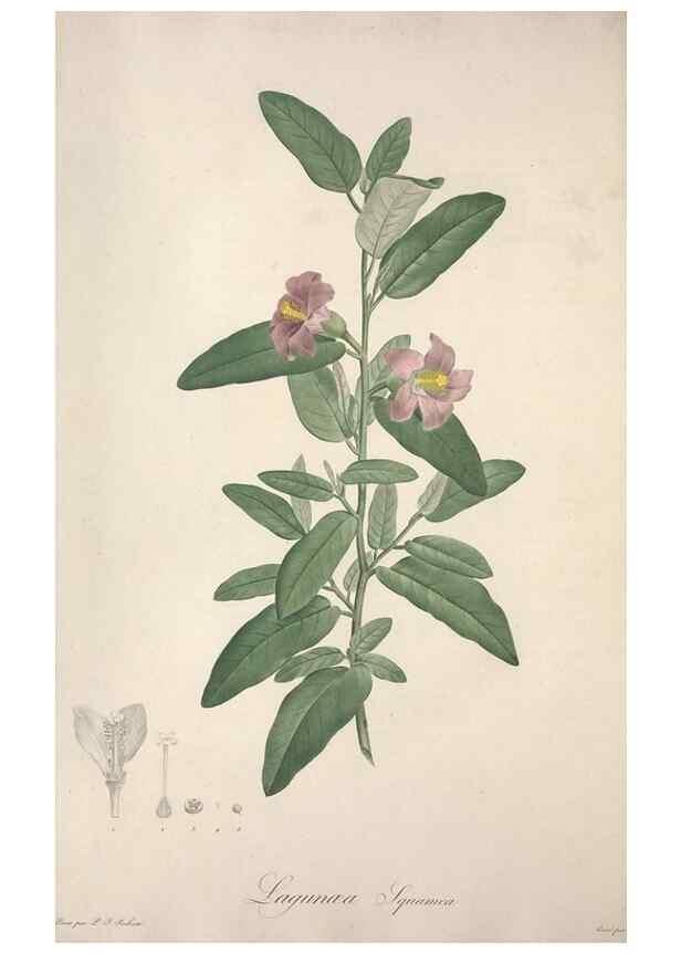 Reproducción/Reproduction 49498874678: Jardin de la Malmaison. A Paris :De l'imprimerie de Crapelet, et se trouve chez l'auteur ...,1803-1804.. 