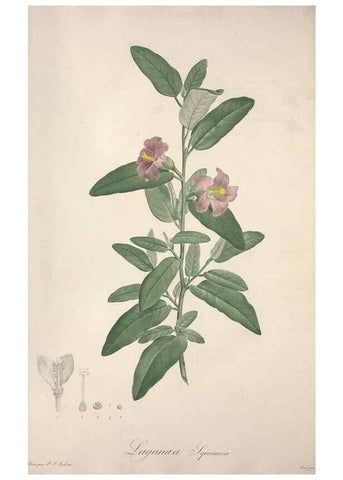 Reproducción/Reproduction 49498874678: Jardin de la Malmaison. A Paris :De l'imprimerie de Crapelet, et se trouve chez l'auteur ...,1803-1804.. 
