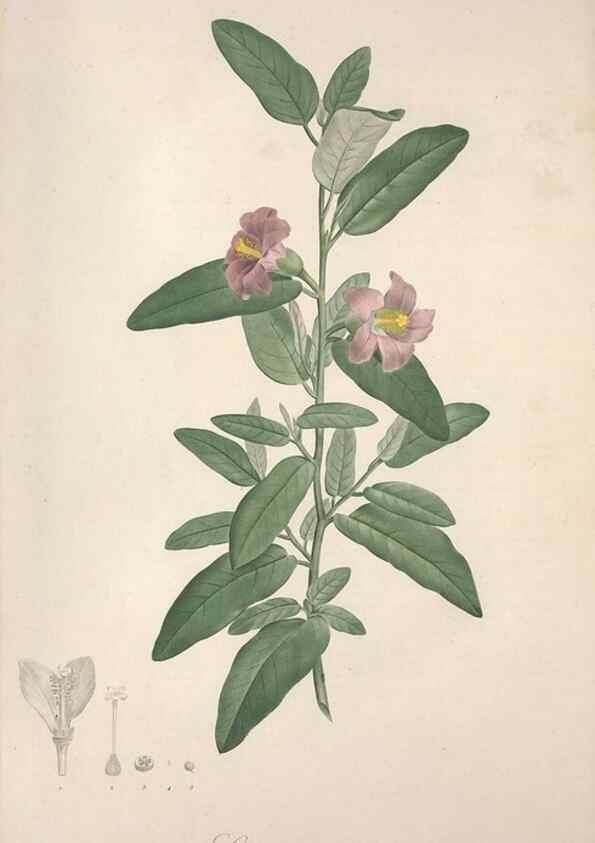 Reproducción/Reproduction 49498874678: Jardin de la Malmaison. A Paris :De l'imprimerie de Crapelet, et se trouve chez l'auteur ...,1803-1804.. 
