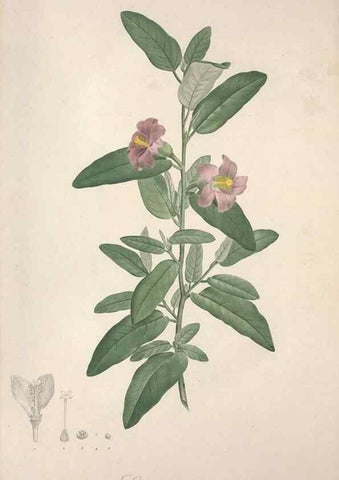 Reproducción/Reproduction 49498874678: Jardin de la Malmaison. A Paris :De l'imprimerie de Crapelet, et se trouve chez l'auteur ...,1803-1804.. 