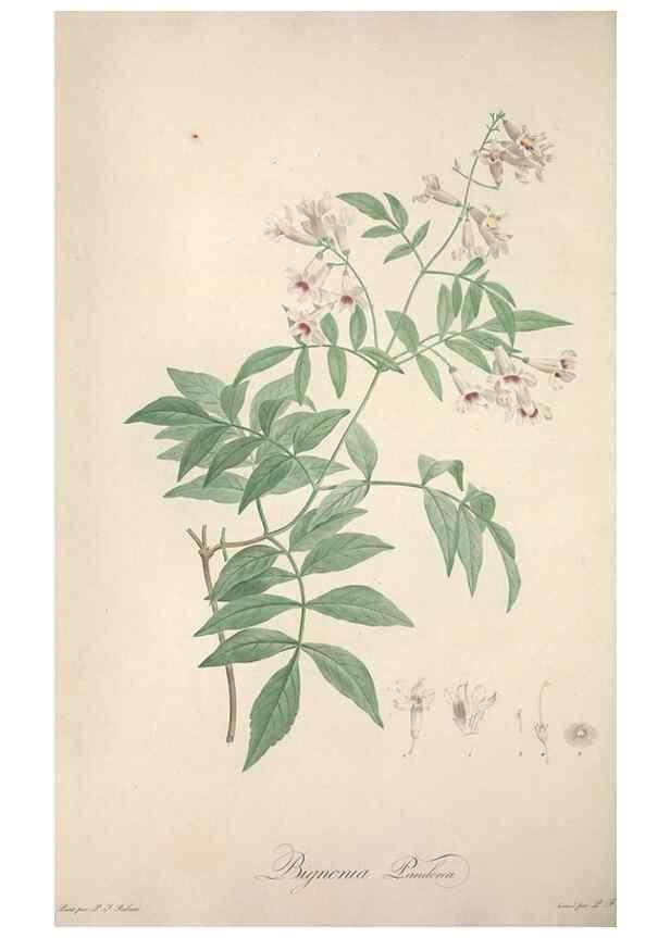 Reproducción/Reproduction 49499374366: Jardin de la Malmaison. A Paris :De l'imprimerie de Crapelet, et se trouve chez l'auteur ...,1803-1804.. 