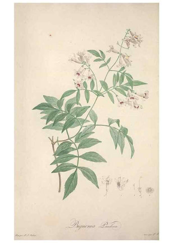 Reproducción/Reproduction 49499374366: Jardin de la Malmaison. A Paris :De l'imprimerie de Crapelet, et se trouve chez l'auteur ...,1803-1804.. 