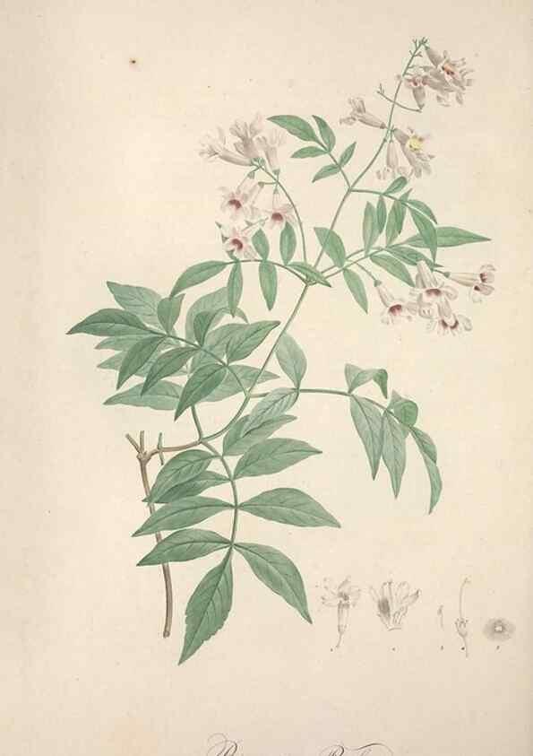 Reproducción/Reproduction 49499374366: Jardin de la Malmaison. A Paris :De l'imprimerie de Crapelet, et se trouve chez l'auteur ...,1803-1804.. 