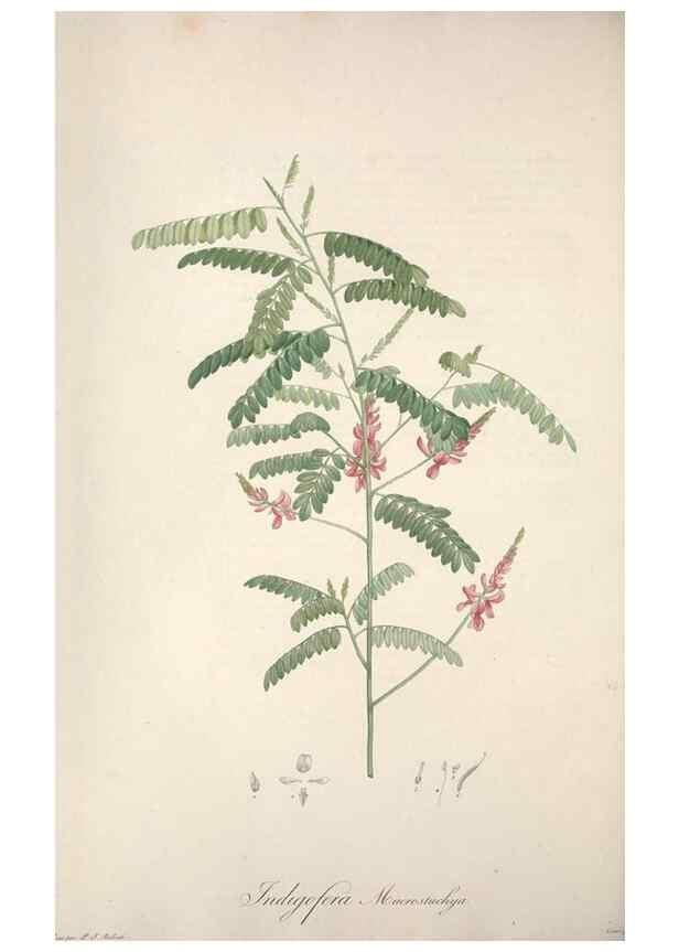 Reproducción/Reproduction 49499374626: Jardin de la Malmaison. A Paris :De l'imprimerie de Crapelet, et se trouve chez l'auteur ...,1803-1804.. 
