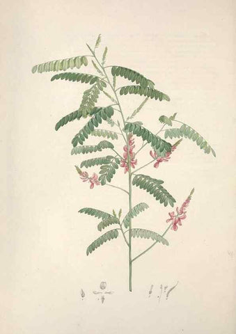 Reproducción/Reproduction 49499374626: Jardin de la Malmaison. A Paris :De l'imprimerie de Crapelet, et se trouve chez l'auteur ...,1803-1804.. 