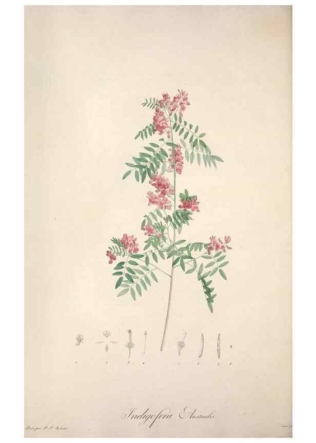 Reproducción/Reproduction 49498875523: Jardin de la Malmaison. A Paris :De l'imprimerie de Crapelet, et se trouve chez l'auteur ...,1803-1804.. 