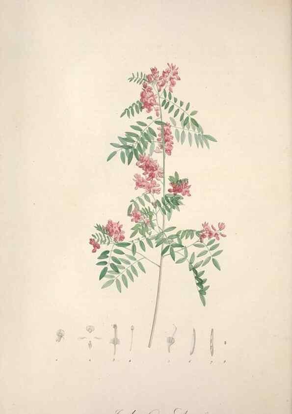 Reproducción/Reproduction 49498875523: Jardin de la Malmaison. A Paris :De l'imprimerie de Crapelet, et se trouve chez l'auteur ...,1803-1804.. 