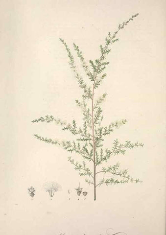 Reproducción/Reproduction 49499599842: Jardin de la Malmaison. A Paris :De l'imprimerie de Crapelet, et se trouve chez l'auteur ...,1803-1804.. 