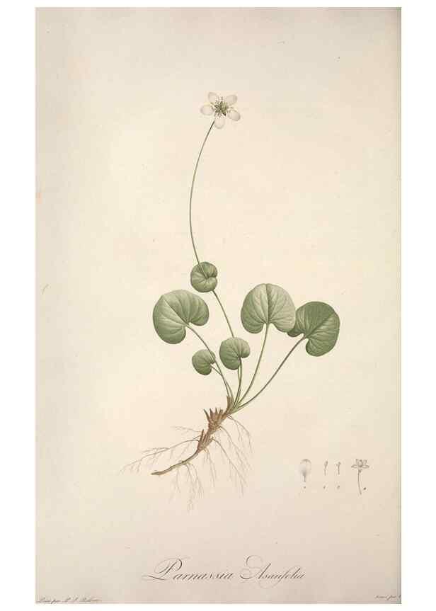 Reproducción/Reproduction 49499597757: Jardin de la Malmaison. A Paris :De l'imprimerie de Crapelet, et se trouve chez l'auteur ...,1803-1804.. 