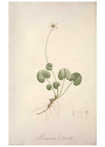 Reproducción/Reproduction 49499597757: Jardin de la Malmaison. A Paris :De l'imprimerie de Crapelet, et se trouve chez l'auteur ...,1803-1804.. 