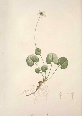 Reproducción/Reproduction 49499597757: Jardin de la Malmaison. A Paris :De l'imprimerie de Crapelet, et se trouve chez l'auteur ...,1803-1804.. 