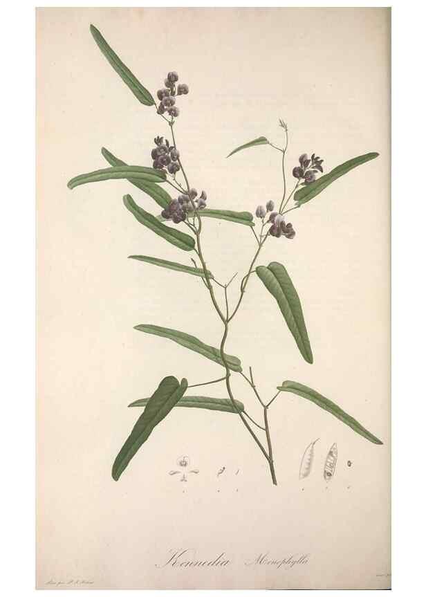 Reproducción/Reproduction 49499693407: Jardin de la Malmaison. A Paris :De l'imprimerie de Crapelet, et se trouve chez l'auteur ...,1803-1804.. 