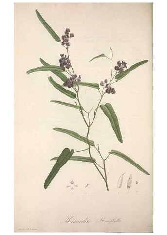 Reproducción/Reproduction 49499693407: Jardin de la Malmaison. A Paris :De l'imprimerie de Crapelet, et se trouve chez l'auteur ...,1803-1804.. 