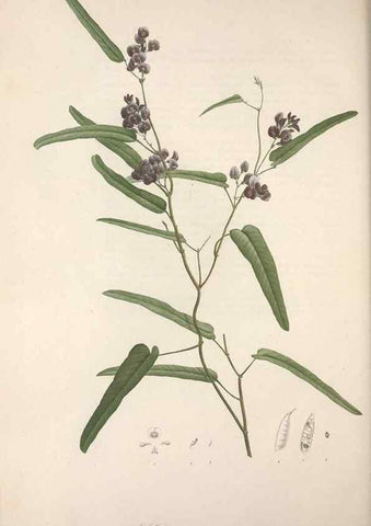 Reproducción/Reproduction 49499693407: Jardin de la Malmaison. A Paris :De l'imprimerie de Crapelet, et se trouve chez l'auteur ...,1803-1804.. 