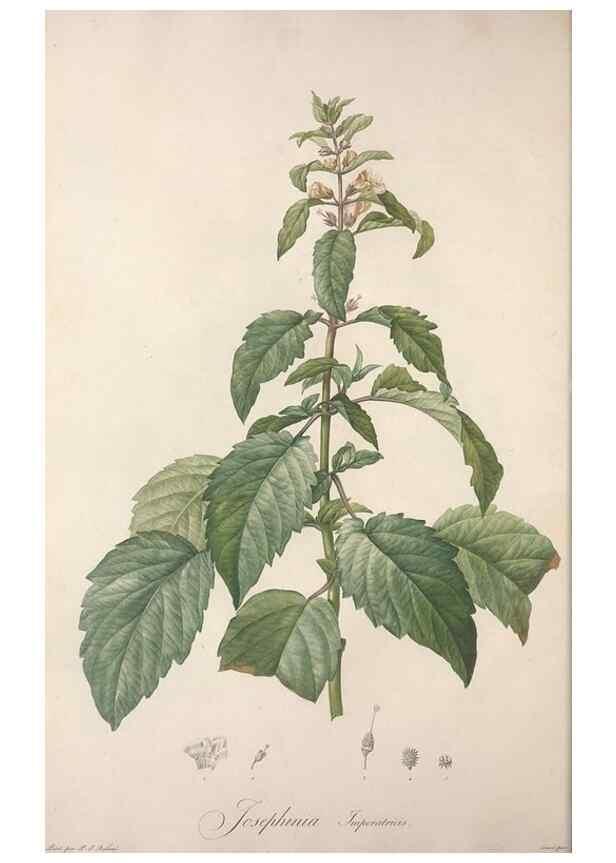 Reproducción/Reproduction 49498962588: Jardin de la Malmaison. A Paris :De l'imprimerie de Crapelet, et se trouve chez l'auteur ...,1803-1804.. 