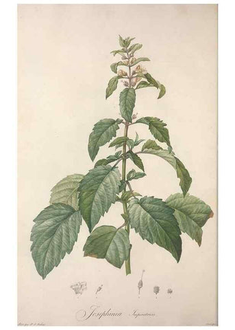 Reproducción/Reproduction 49498962588: Jardin de la Malmaison. A Paris :De l'imprimerie de Crapelet, et se trouve chez l'auteur ...,1803-1804.. 