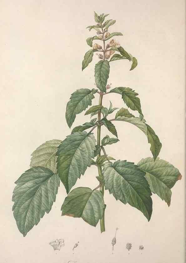 Reproducción/Reproduction 49498962588: Jardin de la Malmaison. A Paris :De l'imprimerie de Crapelet, et se trouve chez l'auteur ...,1803-1804.. 