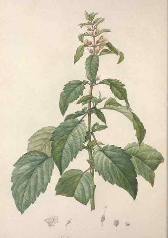 Reproducción/Reproduction 49498962588: Jardin de la Malmaison. A Paris :De l'imprimerie de Crapelet, et se trouve chez l'auteur ...,1803-1804.. 